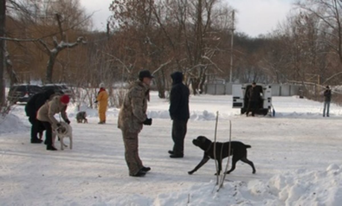 В Киеве садисты жестоко убили собаку и ее щенков