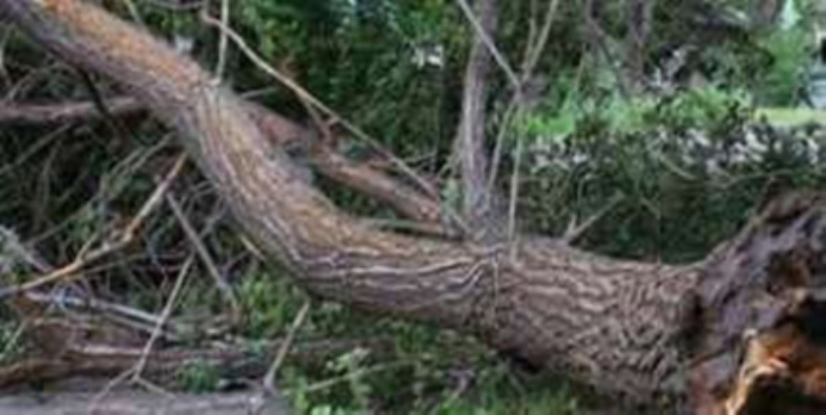 В Симферополе творилось что-то страшное: Ураганный ветер валил деревья