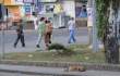 Жители Николаева в панике: центр города усеян трупами собак