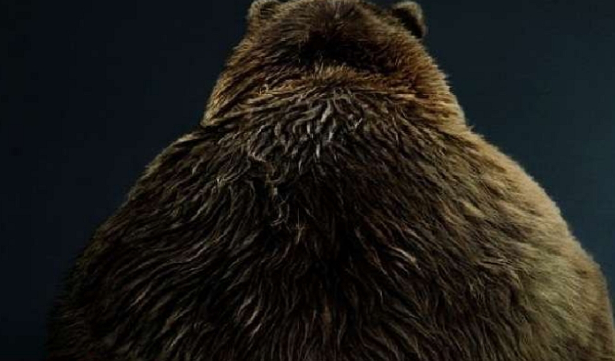 The Times: Гориллы колотили себя в грудь перед русским медведем
