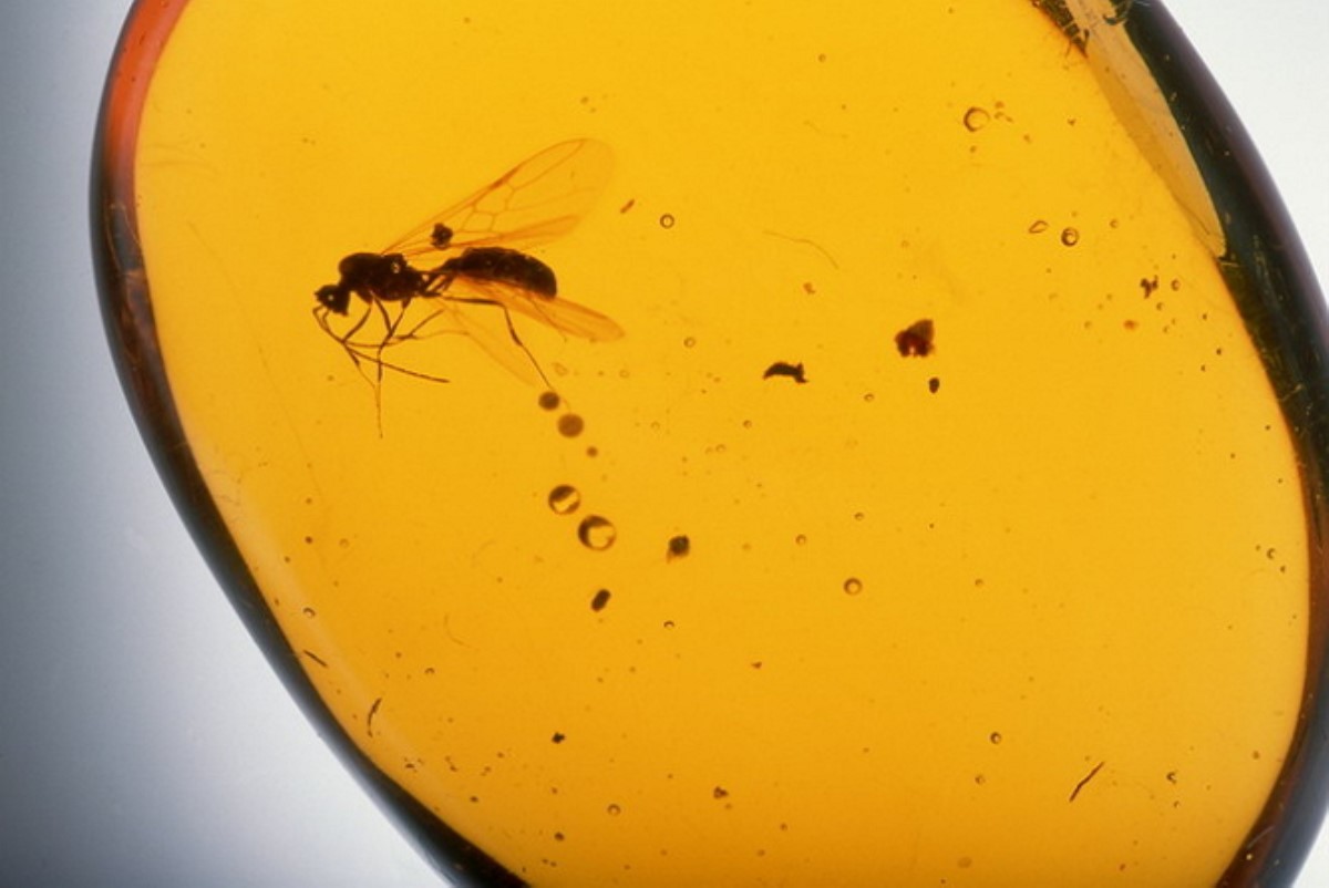 В китайском янтаре ученые обнаружили насекомых из Европы