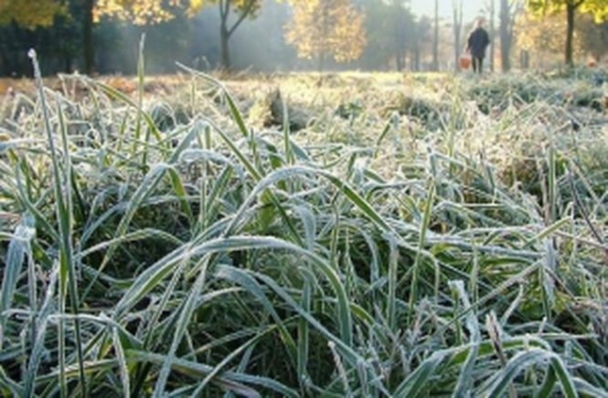 В Украине прогнозируются заморозки