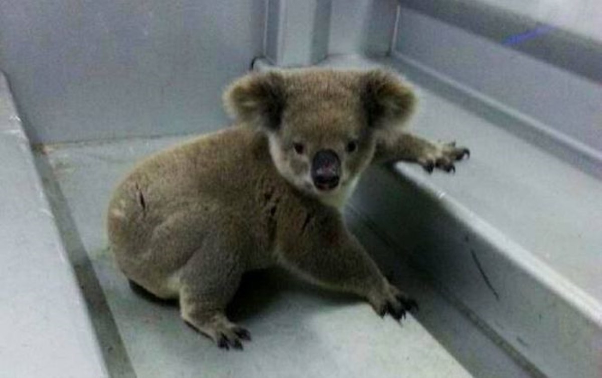 Австралийские гаишники арестовали коалу