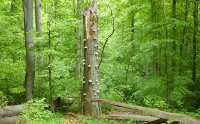 На Закарпатье уничтожают буковые леса, внесенные в список ЮНЕСКО