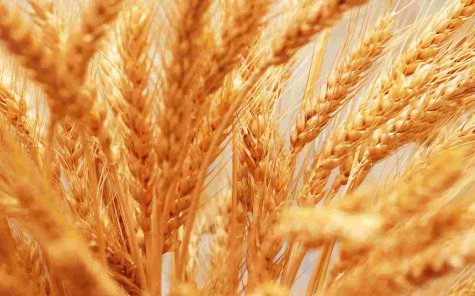 Выращивать зерновые в Украине скоро станет нерентабельно