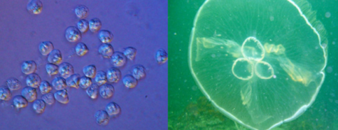 Ученые впервые зафиксировали, как медуза превратилась в одноклеточного паразита
