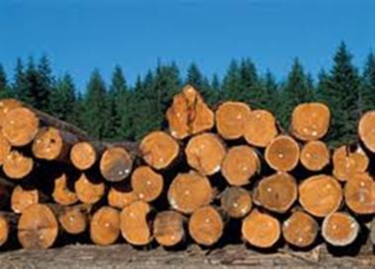 В 2015 году продажа лесоматериалов выросла на 3 млрд грн, - Гослесагентство