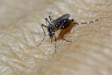 Только без паники: В Украине есть более 50 видов насекомых, которые могут переносить вирус Зика