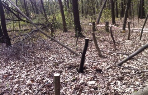 В Голосеевском парке Киева неизвестные с бензопилами срезали более сотни деревьев
