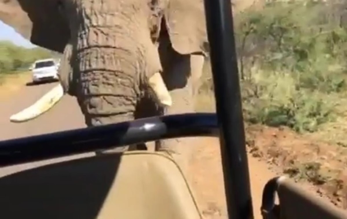 На Шварценеггера во время сафари в ЮАР напал слон