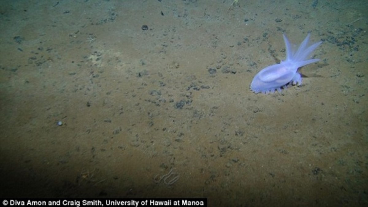 В Тихом океане ученые нашли новые формы жизни