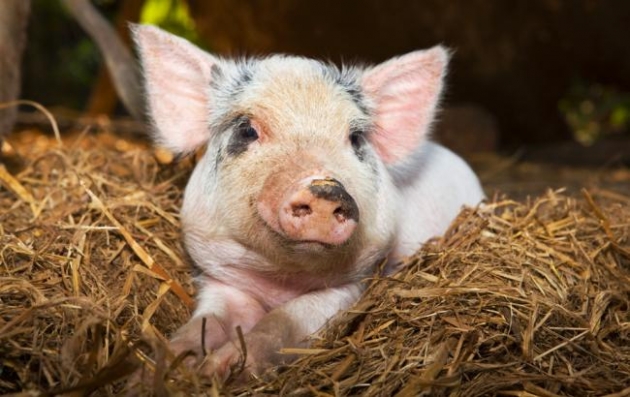 На Полтавщине зафиксирован случай африканской чумы свиней