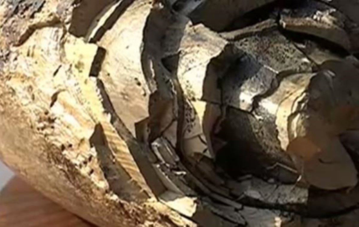 На Прикарпатье случайно откопали бивень мамонта