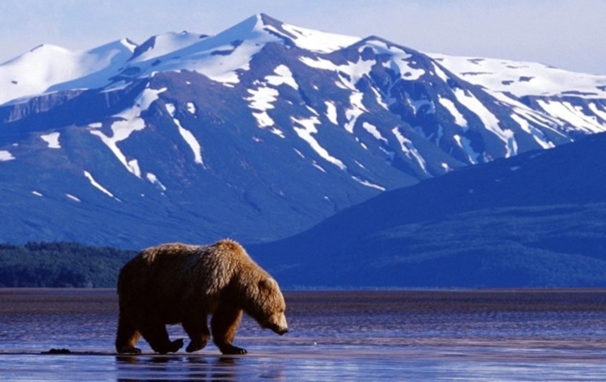 На Аляске обнаружили крупные залежи нефти