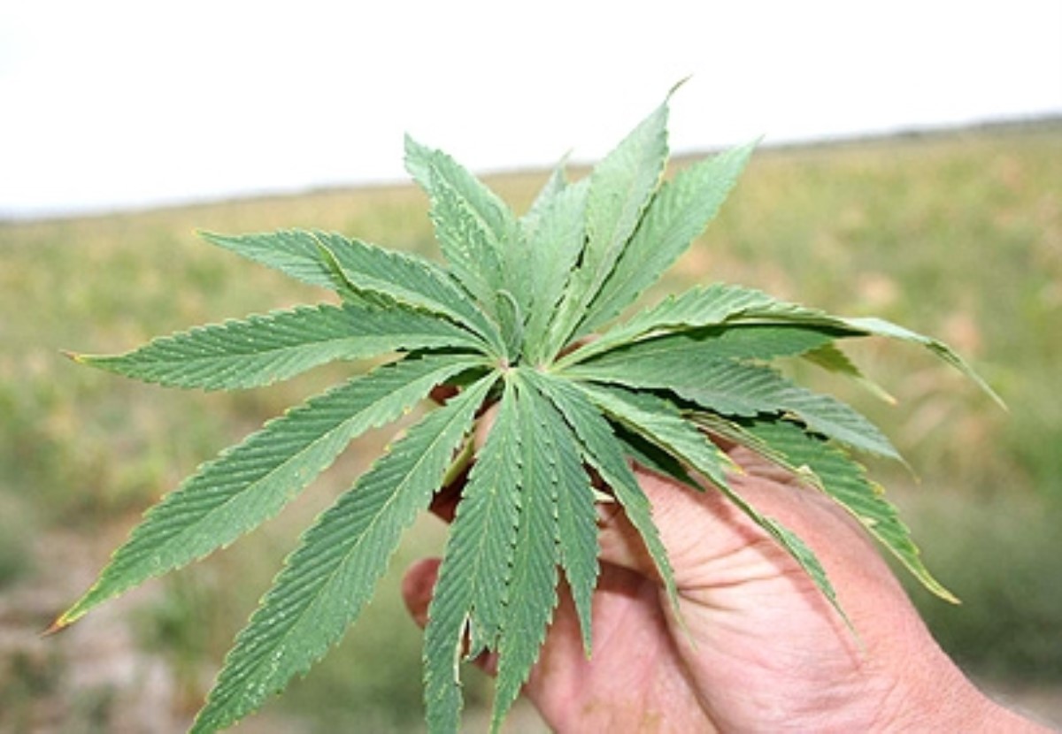 В Нидерландах парламент поддержал легализацию выращивания марихуаны