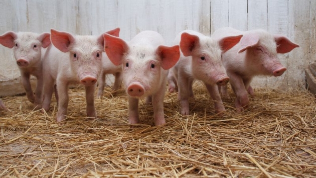 Африканская чума свиней обнаружена в 20 областях Украины