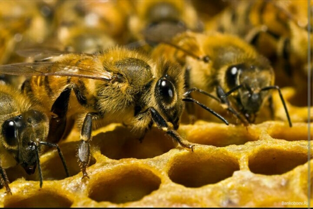 В Японии создали пчёл-дронов