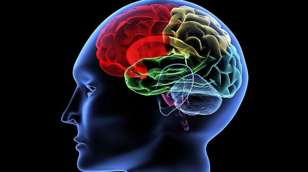 Ученые впервые зафиксировали деятельность мозга человека после смерти