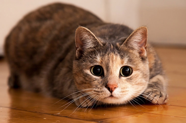 Тезис об «эгоистичности» кошек несколько преувеличен