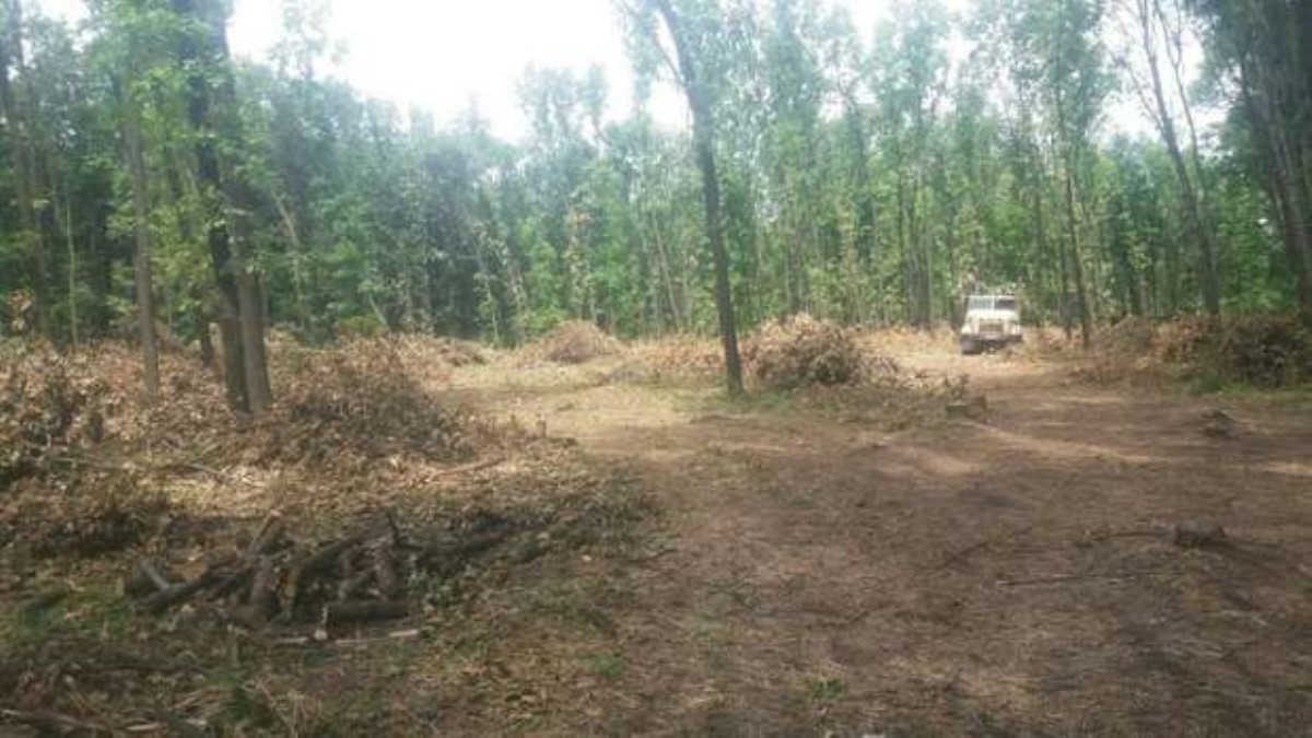 Превратить Донбасс в пустыню: боевики выпиливают лесопосадки в регионе
