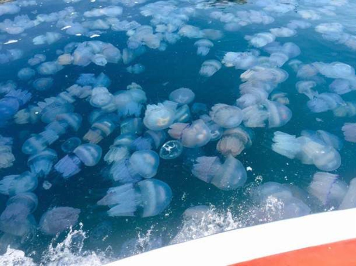 В Крыму полчища медуз превратили море в кисель