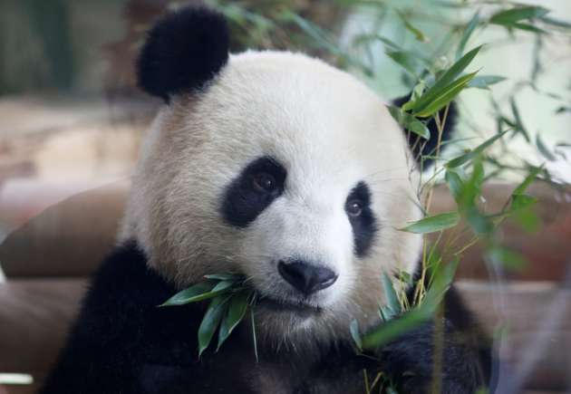 Зоопарк Берлина показал арендованных за миллион евро в год панд