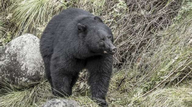 В США парень проснулся от укуса медведя за голову