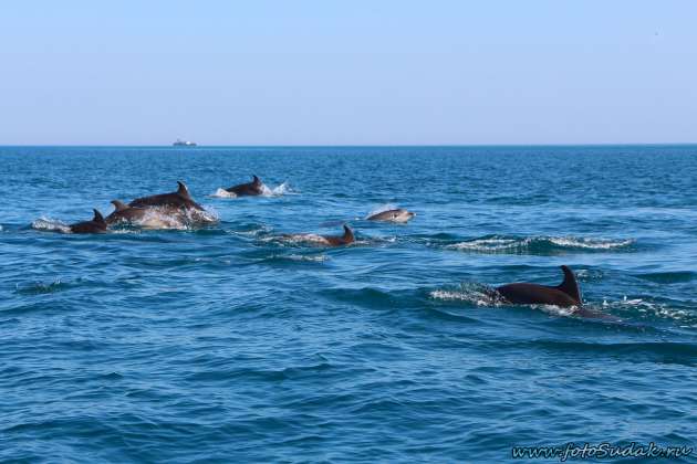 В морской акватории Украины резко выросла смертность дельфинов