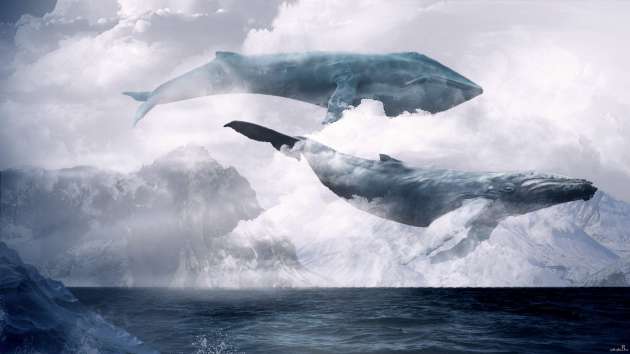 "Синий кит" в Украине: в киберполиции сделали важное заявление