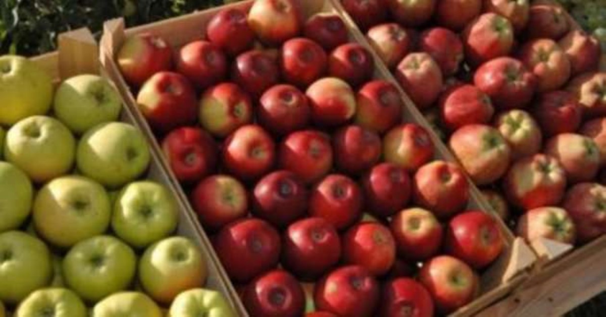 В Украине зафиксирована яблочная аномалия