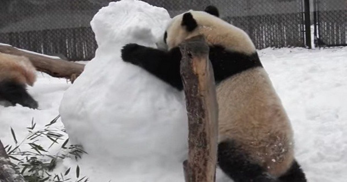 В канадском зоопарке панды напали на снеговика