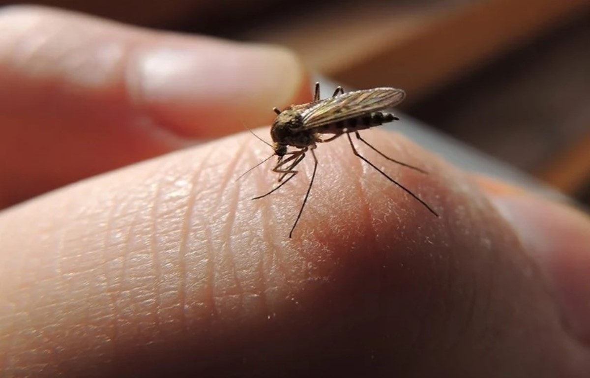 Факты о комарах, которые человек может использовать в "сражении" с ними