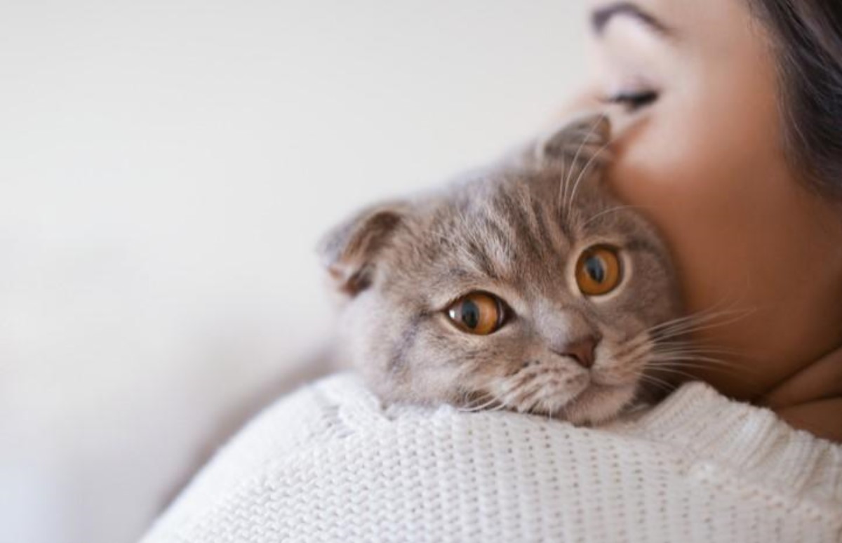 Что могут думать о своих хозяевах кошки – гипотезы