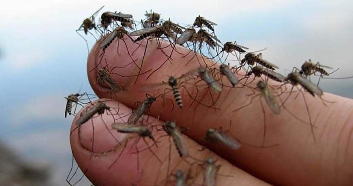 Рай для комаров: синоптик предупредила о специфической погоде
