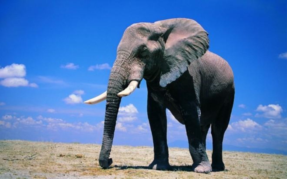 Слоны – невероятные умные животные: поразительные факты