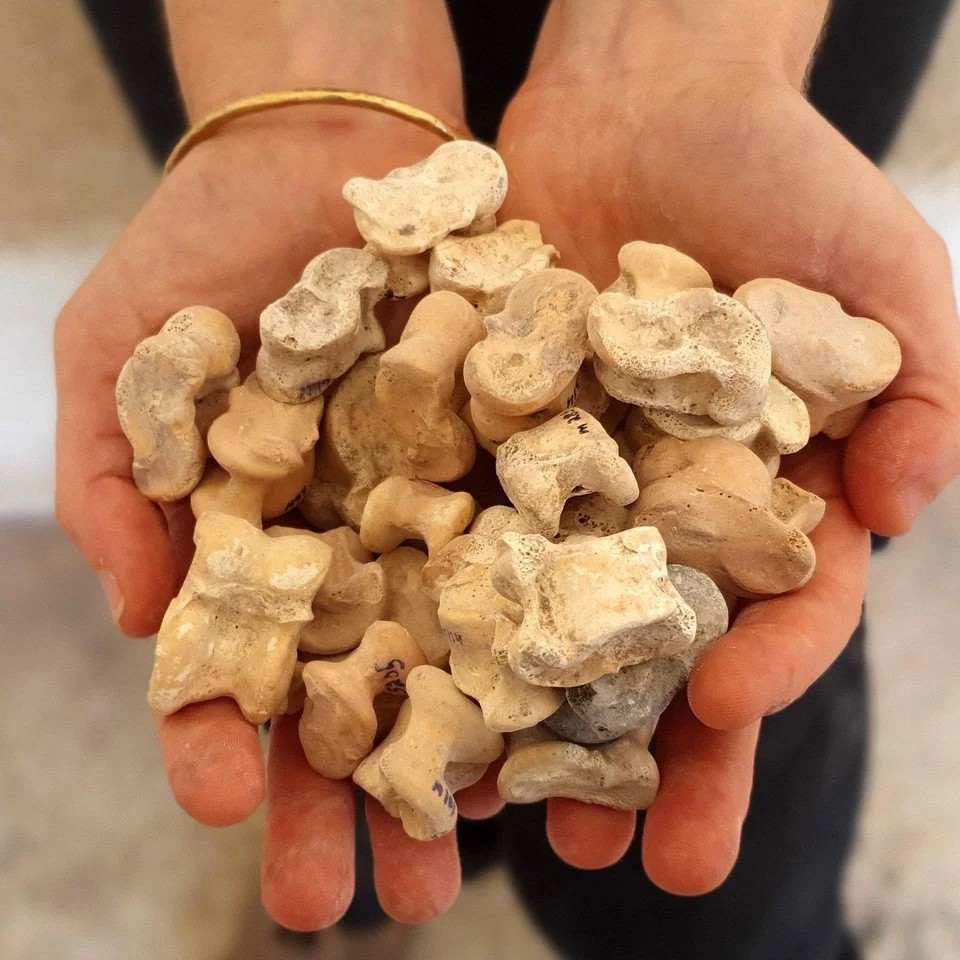 В Израиле археологи нашли "странные" кости древних животных