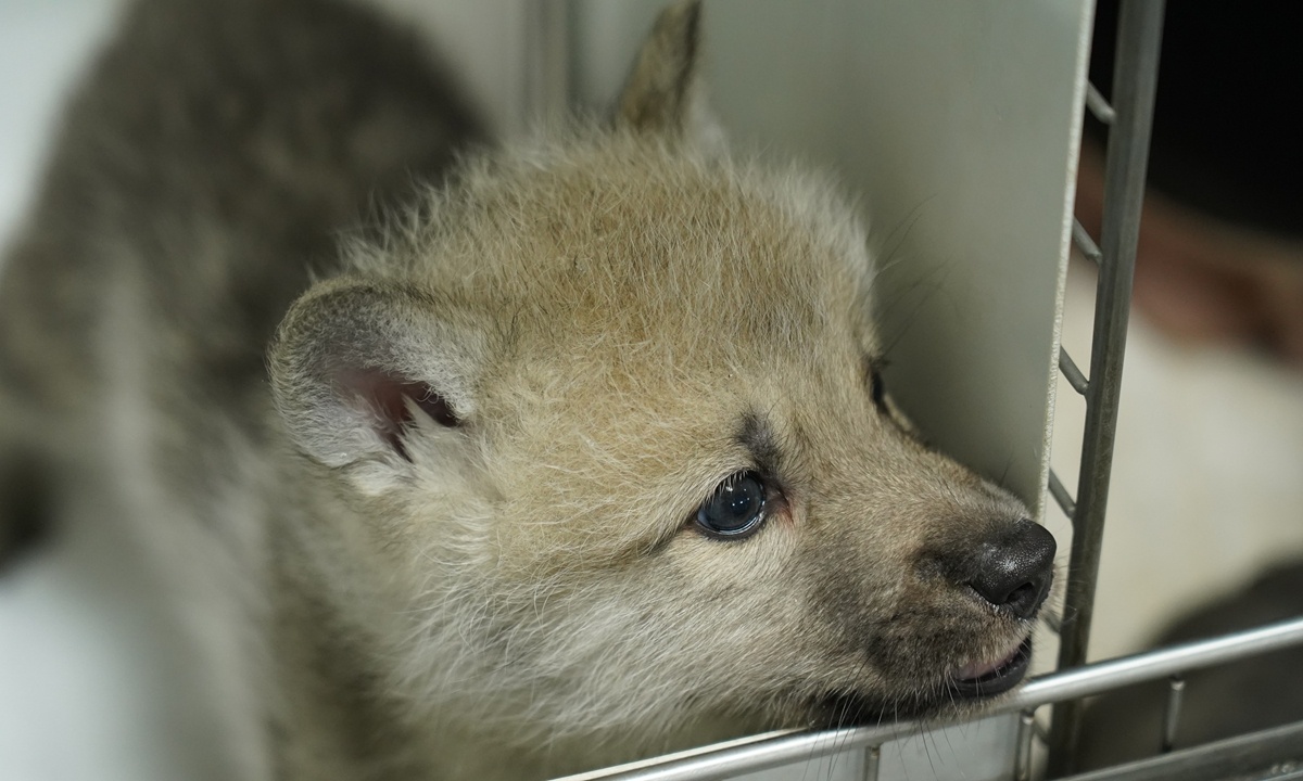 Ученые впервые в истории клонировали арктического волка