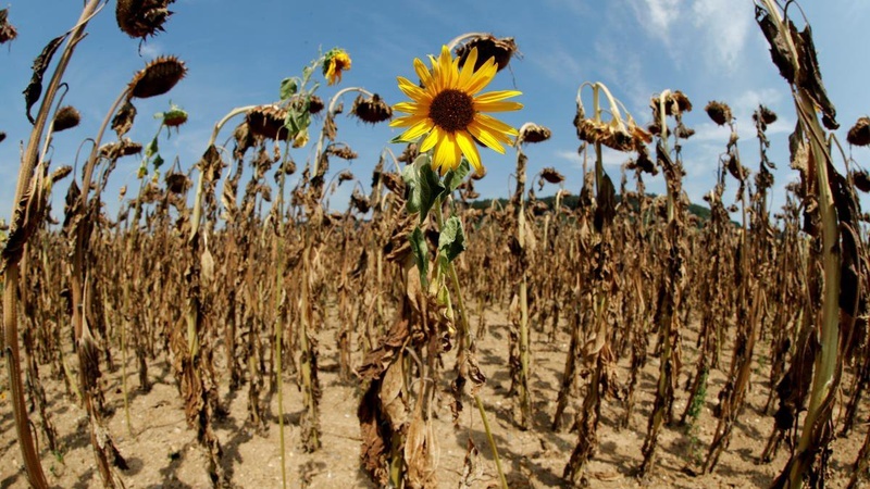 Прогноз неблагоприятный: синоптики рассказали, каким будет лето в Украине