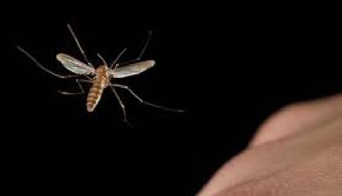 Як відлякати комарів удома: засіб на випадок, якщо немає фумігатора