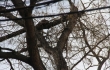 В Крыму 10 дней некому снять с дерева умирающую кошку