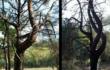 Как чернобыльские деревья-мутанты меняют форму. ФОТО