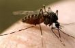 Ученые нашли новое средство борьбы с насекомыми