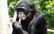 Вот так вот: Шимпанзе не признали личностью