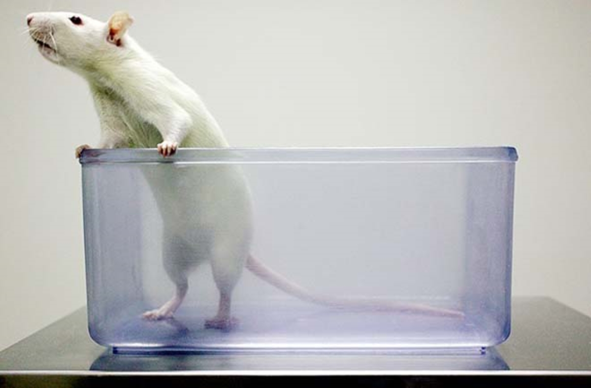 Ученые выяснили, что крысы сожалеют о своих поступках