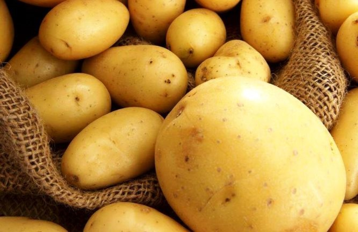Россия ввела запрет на импорт картофеля из Украины
