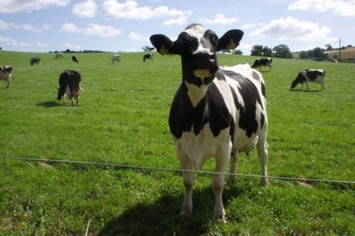 Украинское мясо и молоко смогут попасть в Европу не ранее 2015 года - эксперт