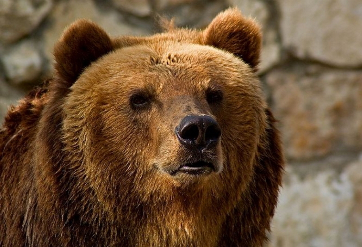 На Полтавщине медведь откусил руку 12-летней девочке