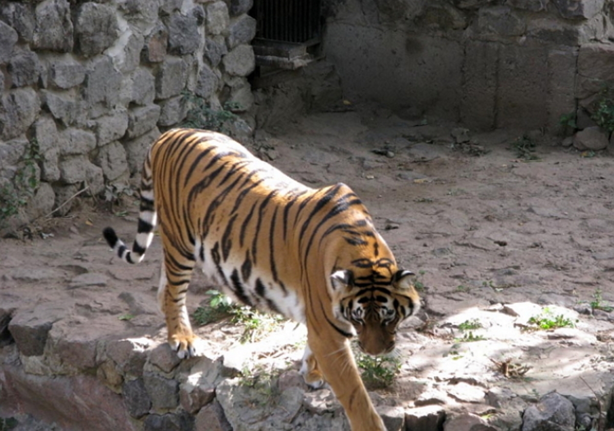 В зоопарке Киева молодой мужчина прыгнул в вольер к тигру