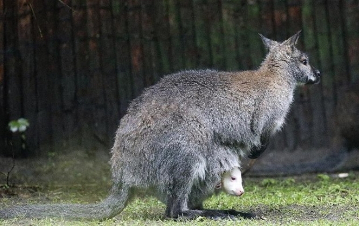 Ученые установили, что у кенгуру пять ног
