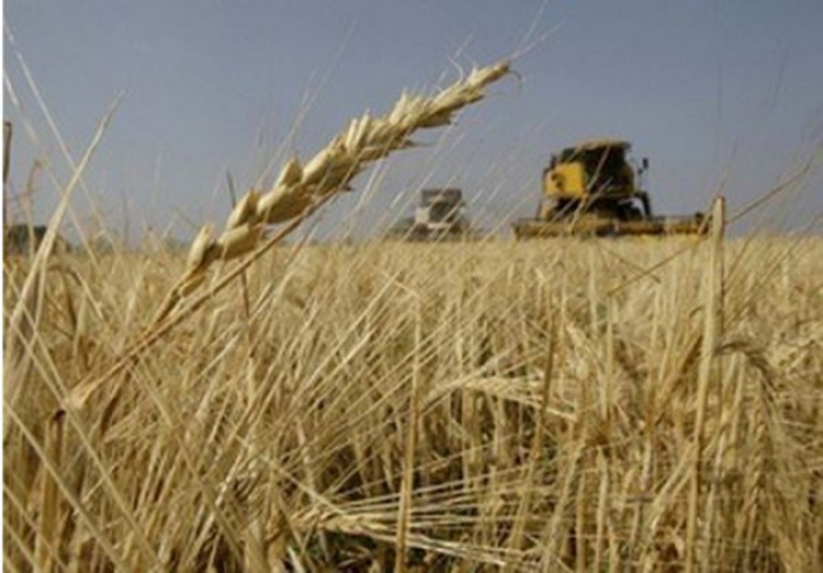 На Донбассе собрано 5-7% зерновых